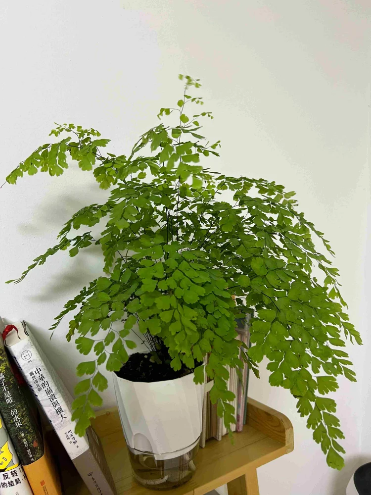 Self-Watering Hydroponic Planter | Transparent Dual System | Automatic Water Uptake