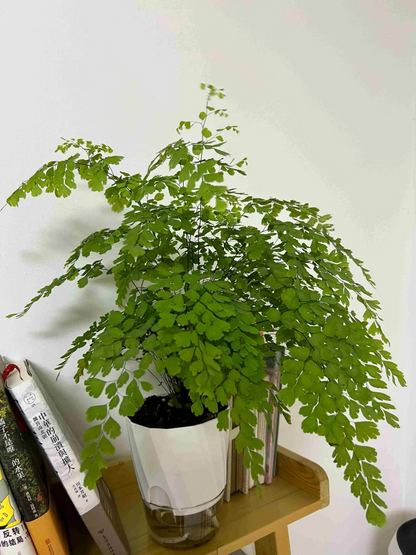 Self-Watering Hydroponic Planter | Transparent Dual System | Automatic Water Uptake