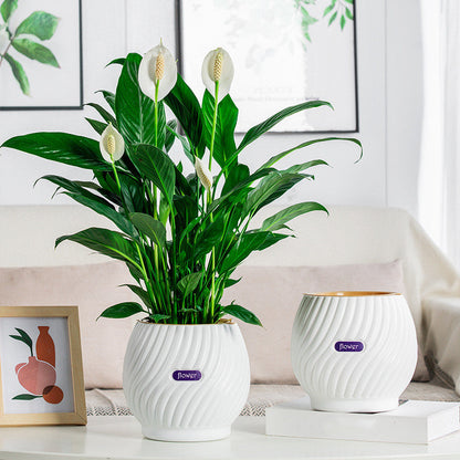 Effortless Moisture Control for Your Plants – GreenPlanter