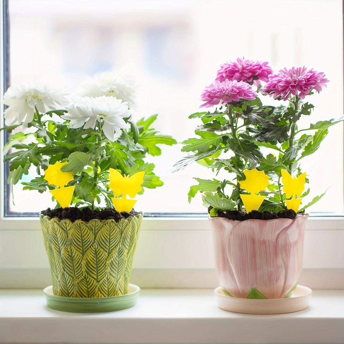 Vibrant Yellow Insect Traps for Optimal Plant Care
