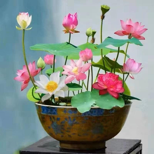 Bonsai Water Garden Seeds for Balcony and Pond