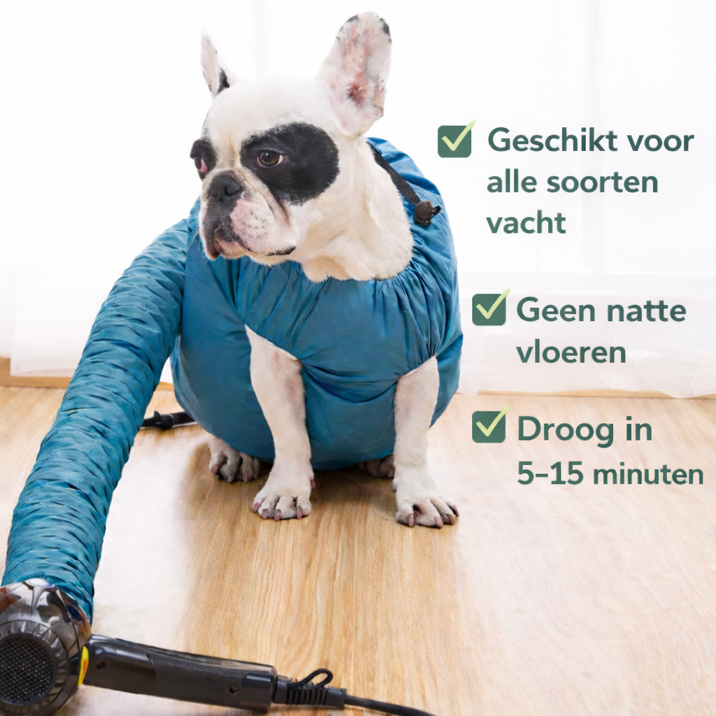 Quick and Stress-Free Dog Drying Solution