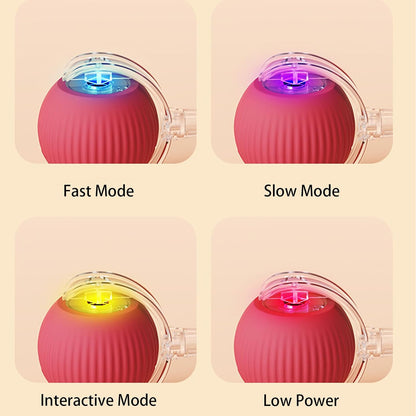 Buy One Get One Free | AutoPaws - Self-Moving Action Toy
