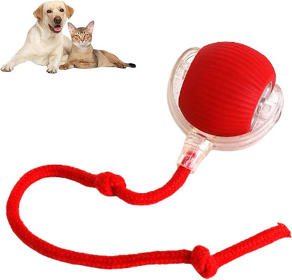 Buy One Get One Free | AutoPaws - Self-Moving Action Toy