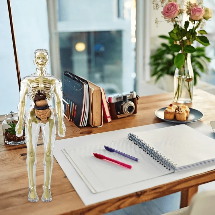 Interactive 3D Human Anatomy Model for Learning & Teaching
