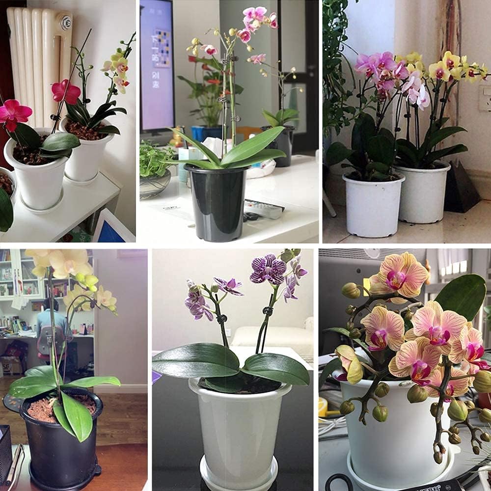 Promote Strong, Healthy Roots for Vibrant Plant Growth