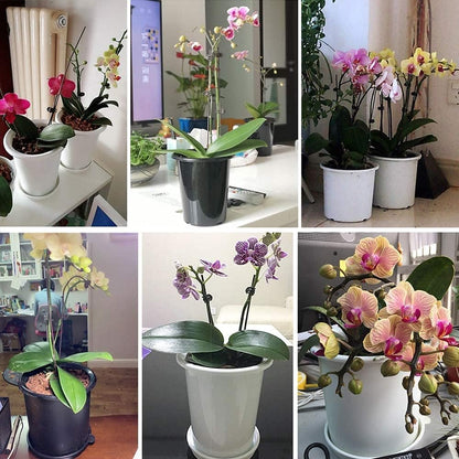 Promote Strong, Healthy Roots for Vibrant Plant Growth