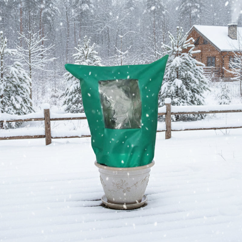 Protect Your Plants from Winter Cold and Help Them Thrive