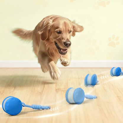 Keep Dogs Active, Engaged, and Happy All Day Long