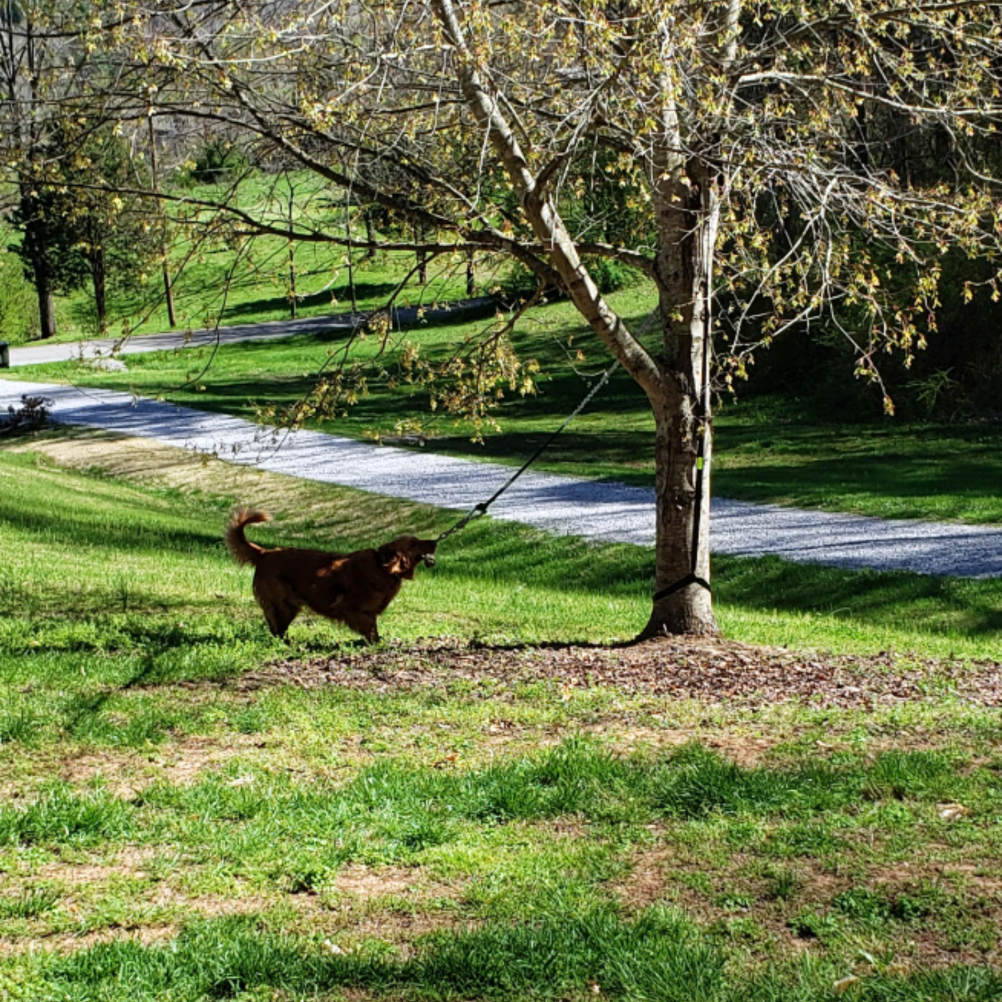 Endless Bouncing Fun for Your Dog - Springball Pro
