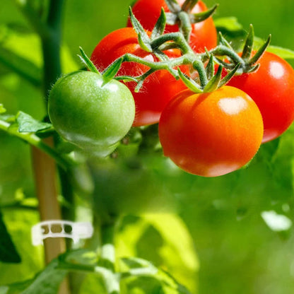 Support Clips for Thriving Plants