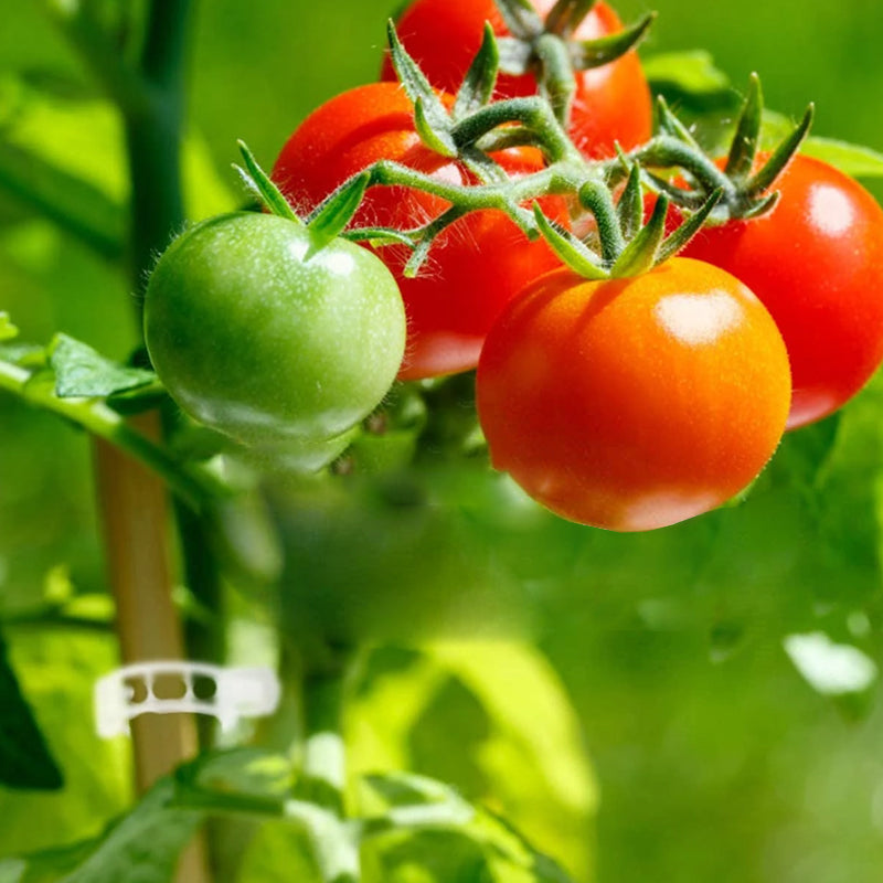 Support Clips for Healthy Plant Growth