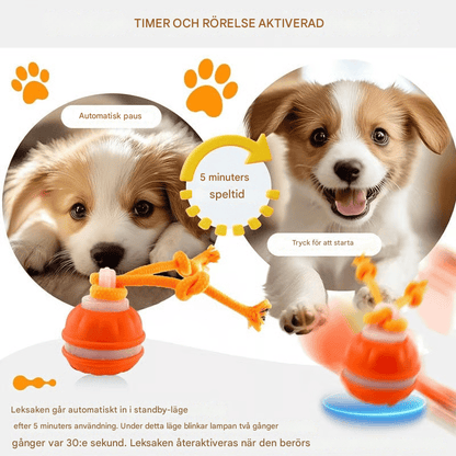 Keep Your Dog Mentally Engaged and Energetically Happy