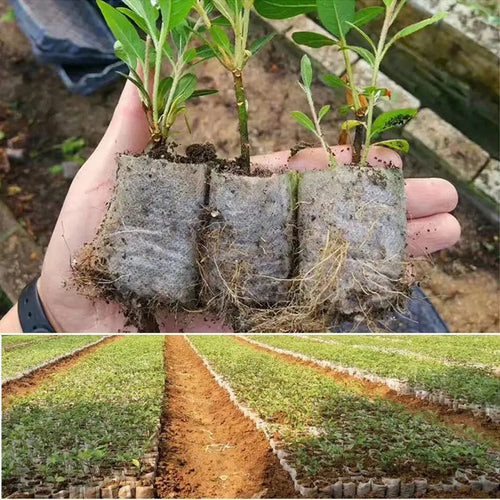 100 Organic Seedling Bags | Plant Propagation | Reusable Fabric Pots for Garden & Home