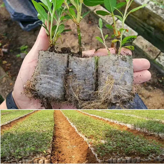 100 Organic Seedling Bags | Plant Propagation | Reusable Fabric Pots for Garden & Home