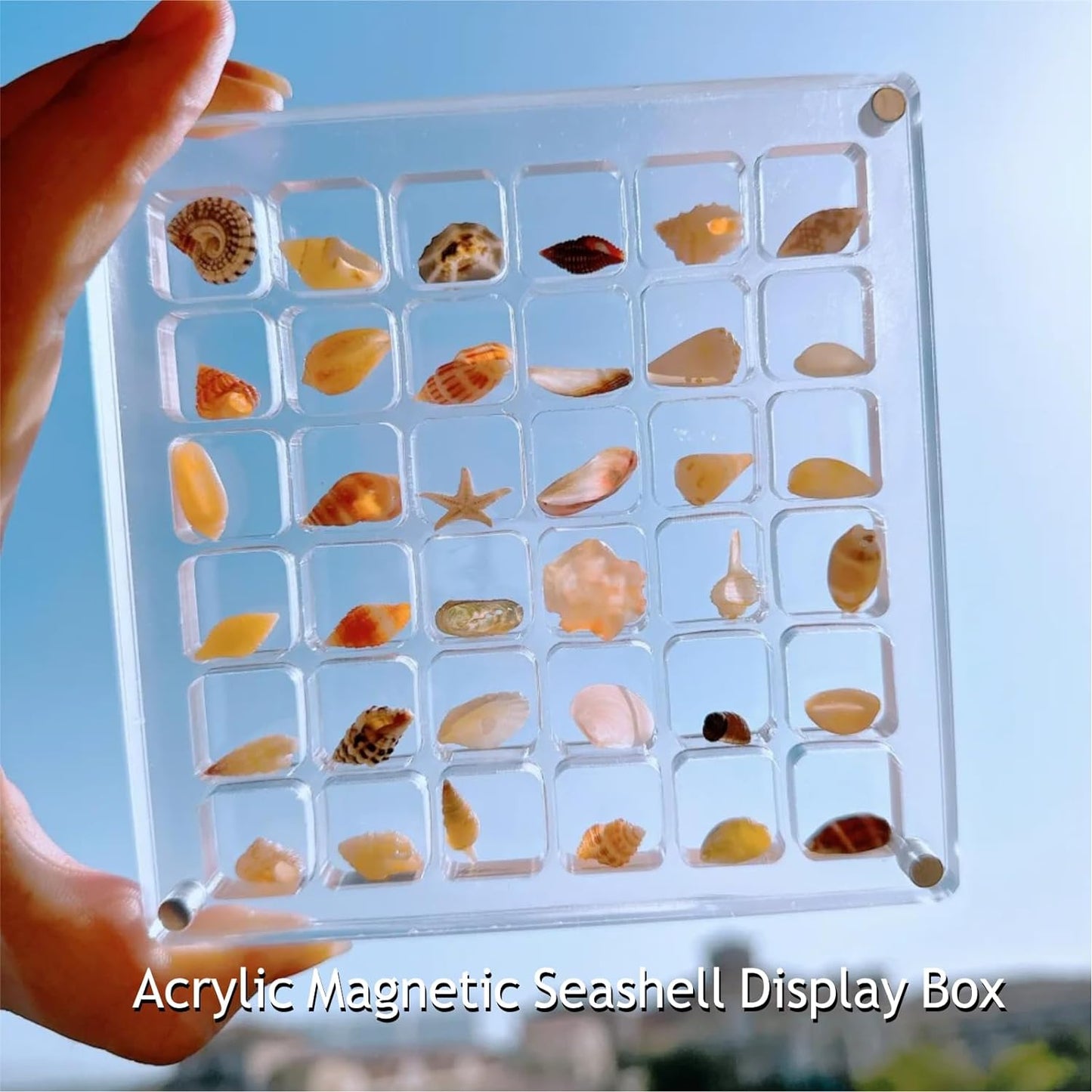 Stylish Display for Your Ocean Treasures