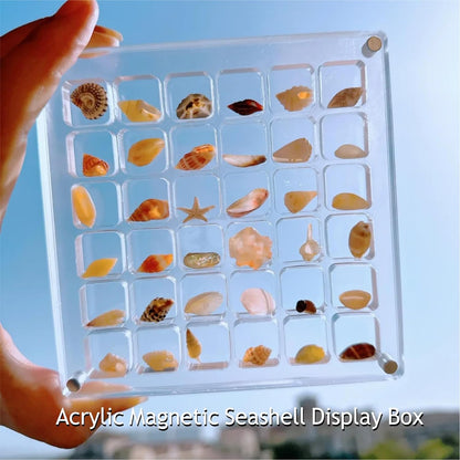 Stylish Display for Your Ocean Treasures