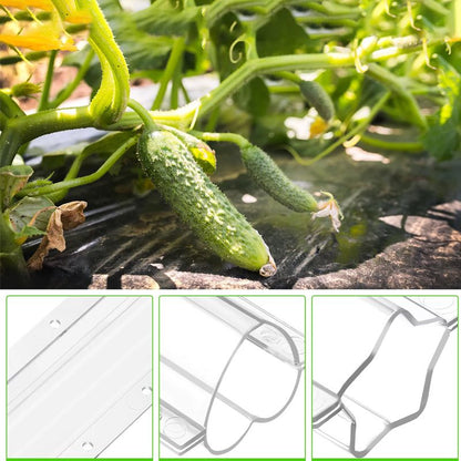 Buy One Get One Free | Grow Fun-Shaped Cucumbers to Impress