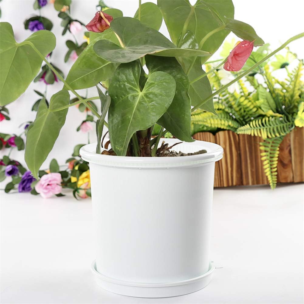 Promote Strong, Healthy Roots for Vibrant Plant Growth