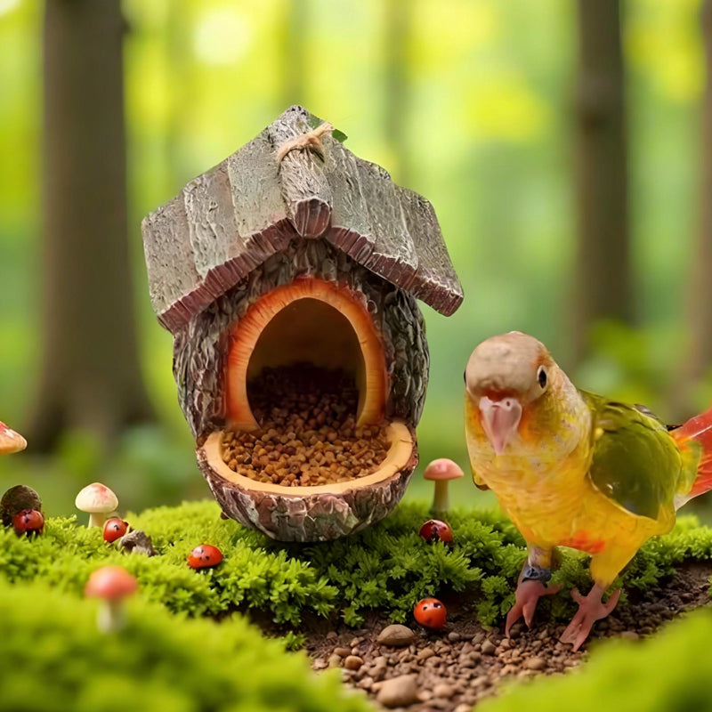 Attract Beautiful Birds to Your Garden Daily