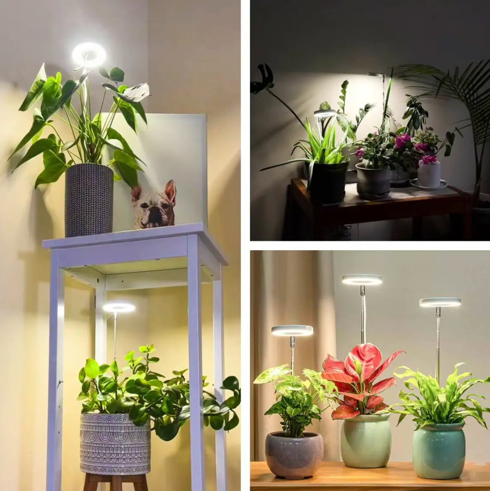 Keep Your Houseplants Healthy and Lively Year-Round