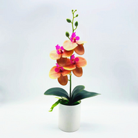 4 Phalaenopsis Orange