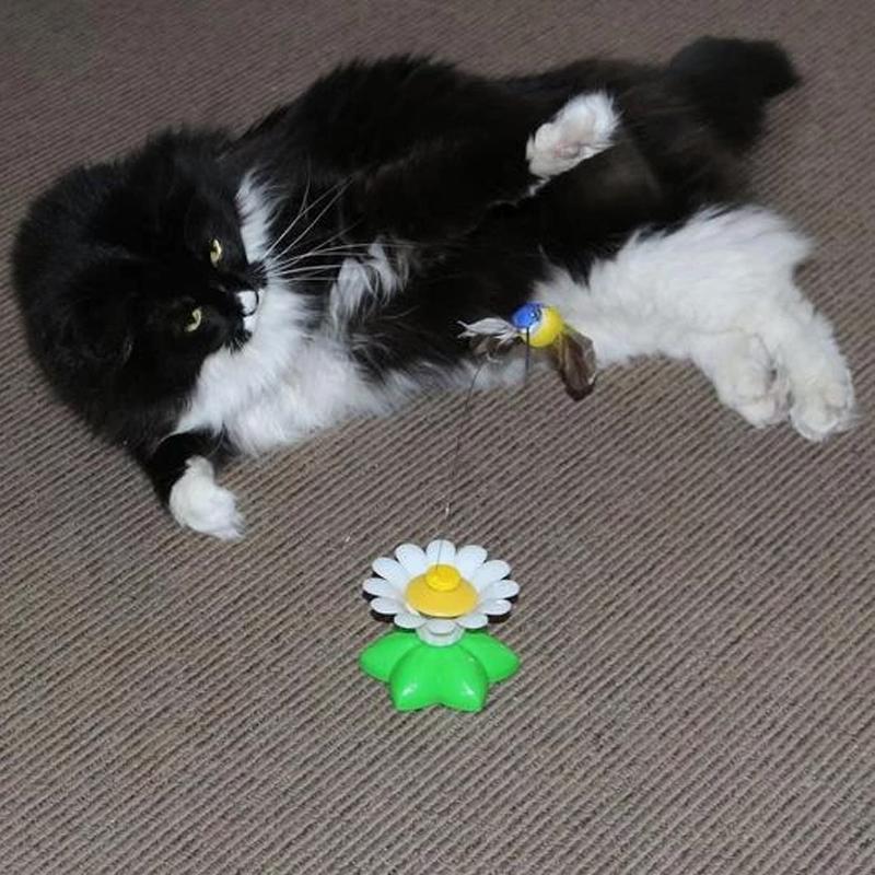 Engaging Cat Toy with Interactive Bird Design
