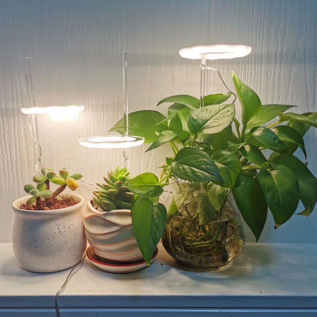 Indoor Plant Growth Light – Last Day Discount