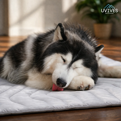 Instant Cooling Solution for Your Dog Anywhere