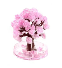 Cherry Tree