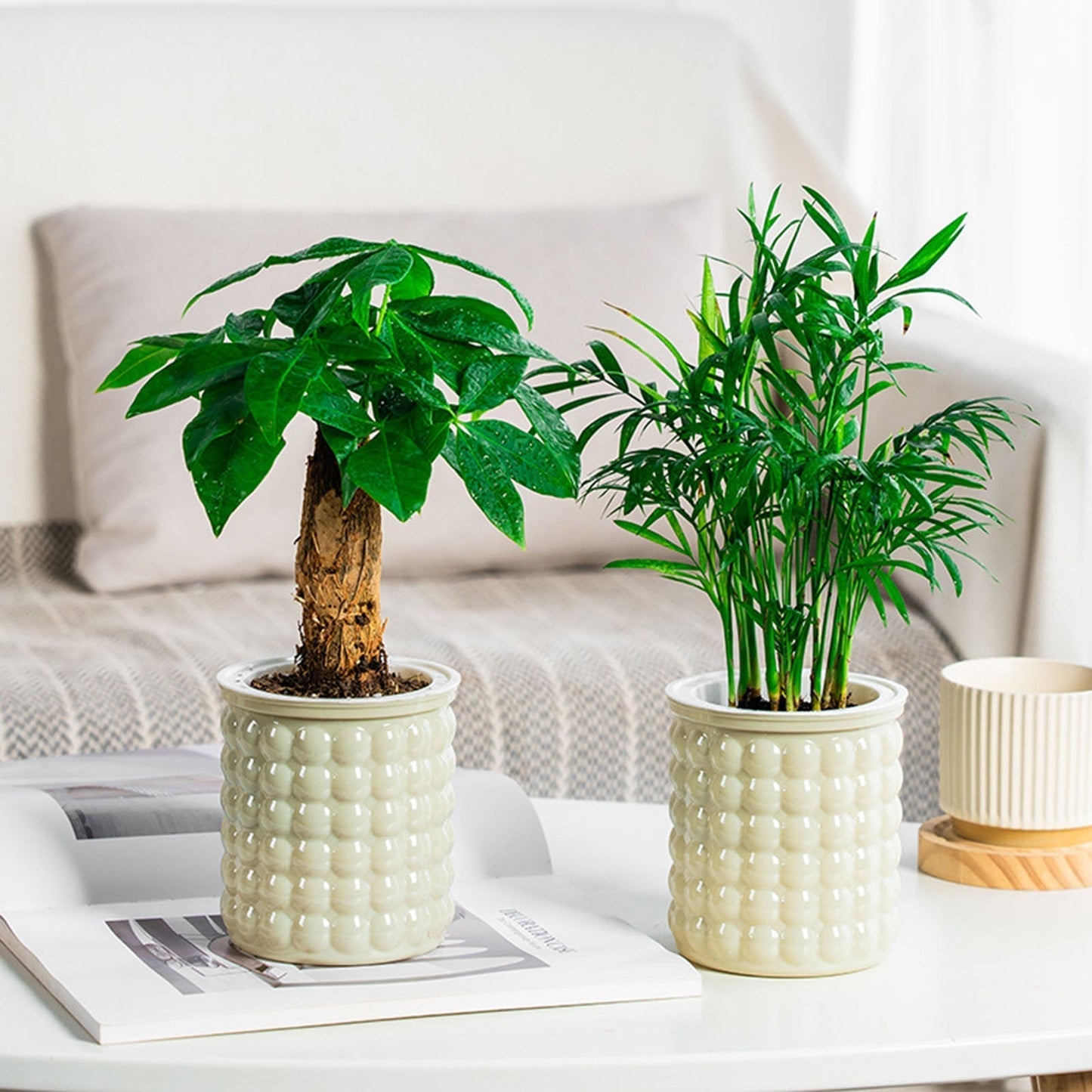 Succulent Holder - Keep Your Succulents Plump Without Watering Effort