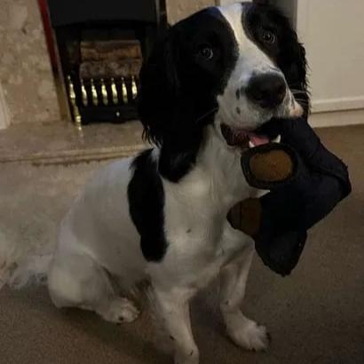Durable Chew Toy for Dogs