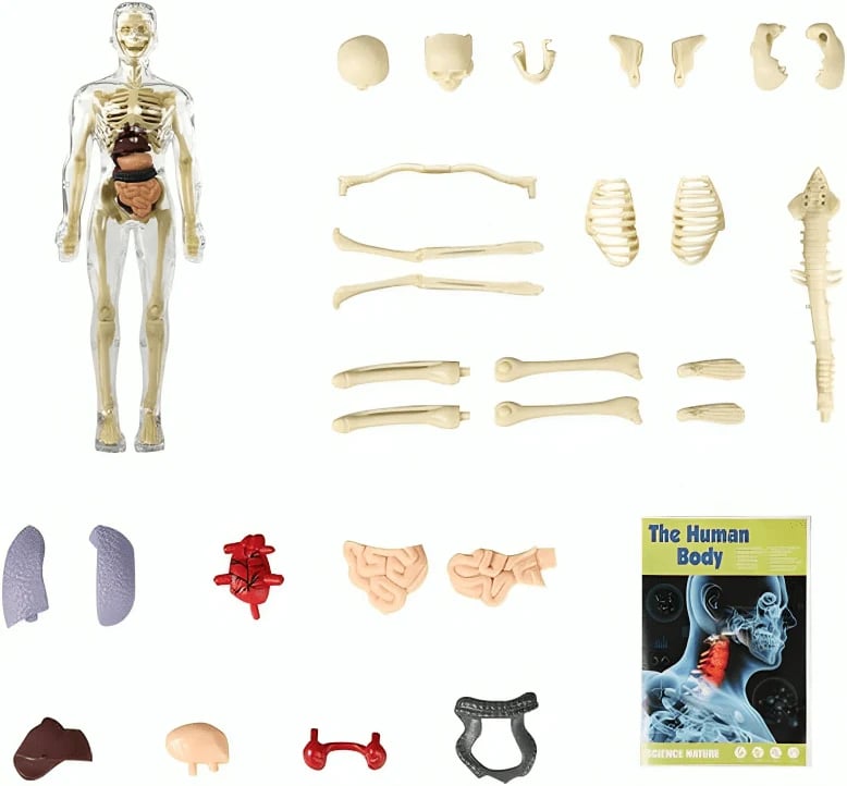 Interactive 3D Human Anatomy Model for Learning & Teaching