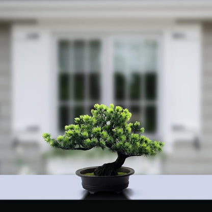 Bonsai Tree 24 cm | Evergreen and Low-Maintenance | Includes Black Pot