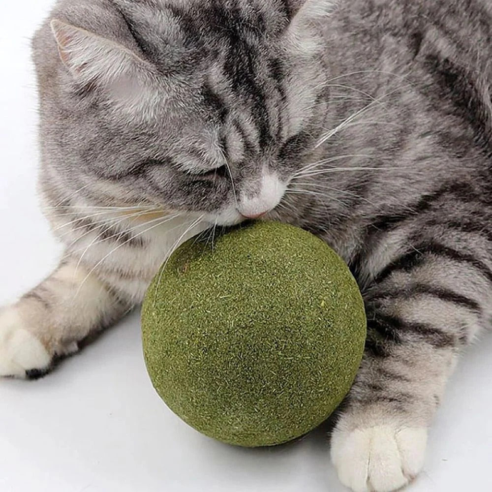Effortless Dental Care for Your Cat While Playing