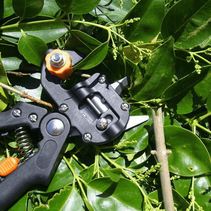 Garden Grafting Tool Set for Professionals