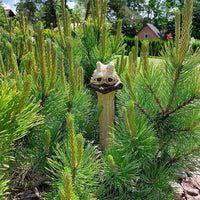 Ostrich