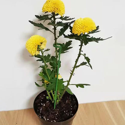 Elegant Stem Support for Thriving Plants