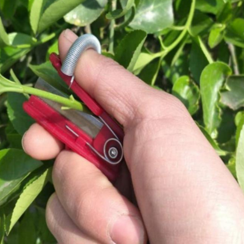 Fruit Picker for Quick Harvesting Without Bruising or Damage