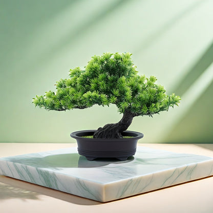 Bonsai Tree 24 cm | Evergreen and Low-Maintenance | Includes Black Pot