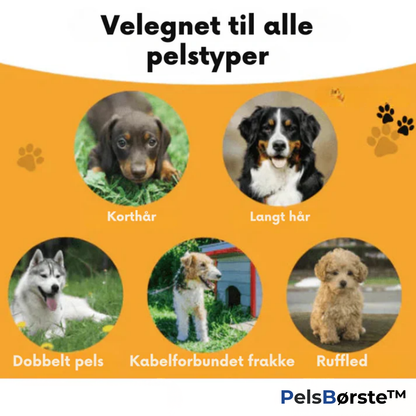 Effortlessly Stop Hair Loss and Fleas for a Cleaner Home