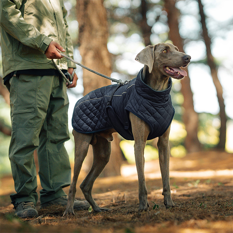 Keep Your Dog Warm and Visible During Every Walk