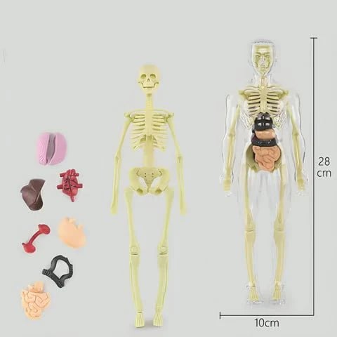 Interactive 3D Human Anatomy Model for Learning & Teaching