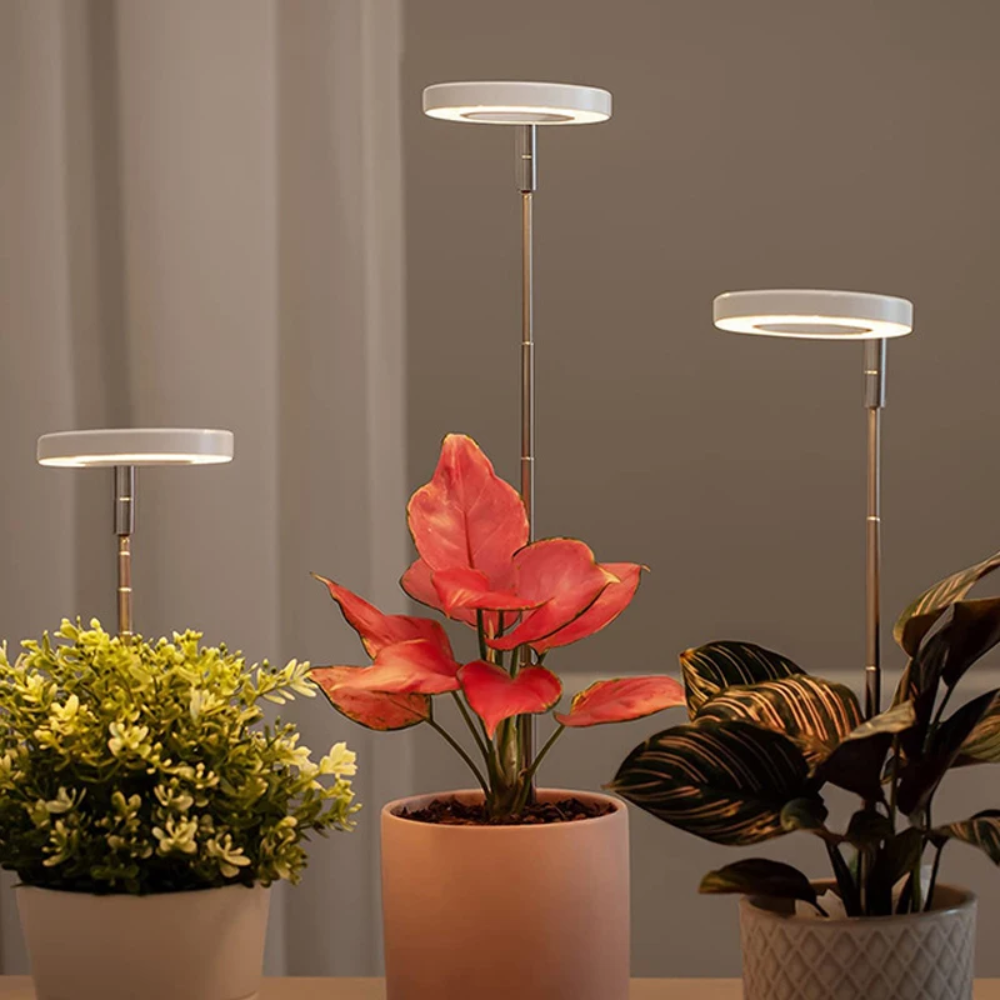 Keep Your Houseplants Healthy and Lively Year-Round