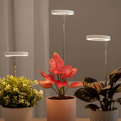 Keep Your Houseplants Healthy and Lively Year-Round