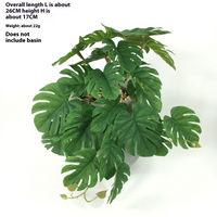 Monstera