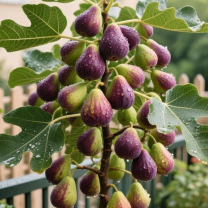 Evergreen Fig Tree Seeds - Easy to Grow & Productive