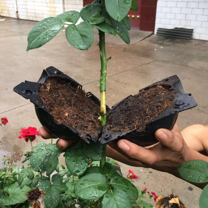 Plant Propagation Capsule for Air Layering