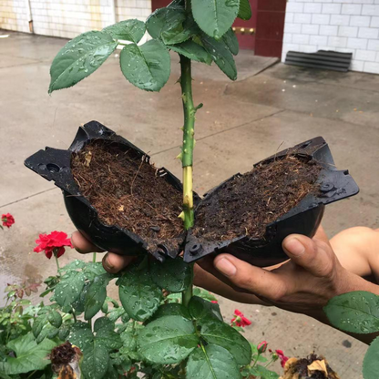 Plant Propagation Capsule for Air Layering