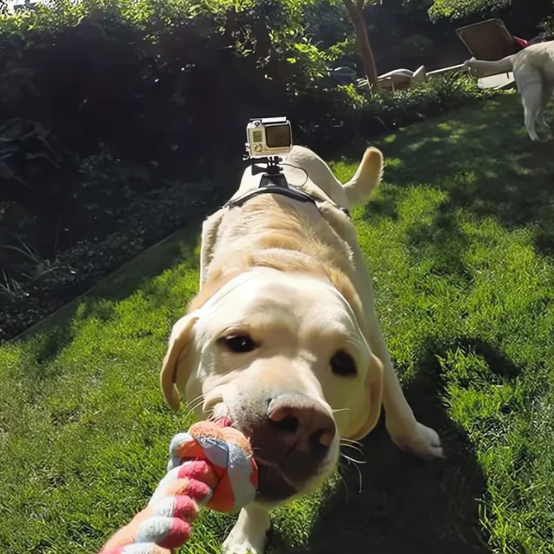 360° View Dog Harness for Adventurous Pups